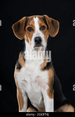 Cross Breed Hund auf schwarzem Hintergrund Stockfoto