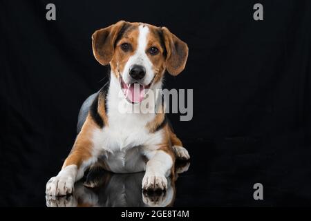 Cross Breed Hund auf schwarzem Hintergrund Stockfoto