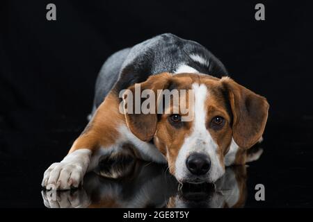 Cross Breed Hund auf schwarzem Hintergrund Stockfoto