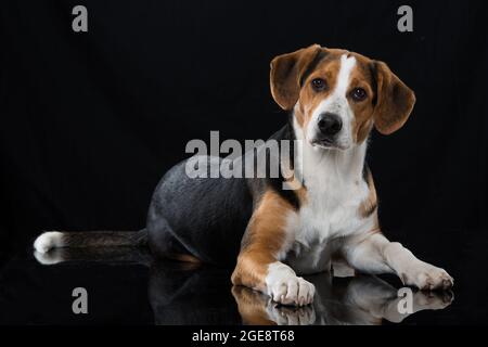 Cross Breed Hund auf schwarzem Hintergrund Stockfoto