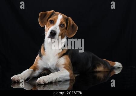 Cross Breed Hund auf schwarzem Hintergrund Stockfoto