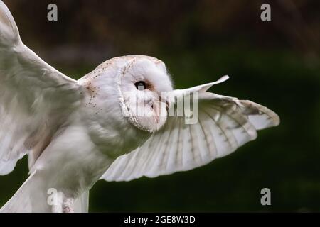 Stalleule (Tyto alba) Flugfeld Stockfoto