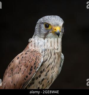 Wanderfalke, (Falco peregrinus), Nahaufnahme Stockfoto