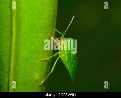 Palomena prasina Käfer, der auf einem grünen Blatt blättrig Stockfoto