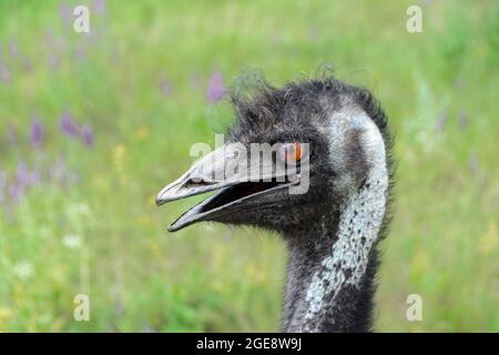 Kopf des süßen Straußes emu Dromaius novaehollandiae auf der Wiese Stockfoto