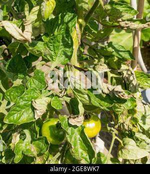 Die Blätter einer Tomatenpflanze, die von der Schwärze betroffen ist (Phytophthora infestans), England, Großbritannien Stockfoto