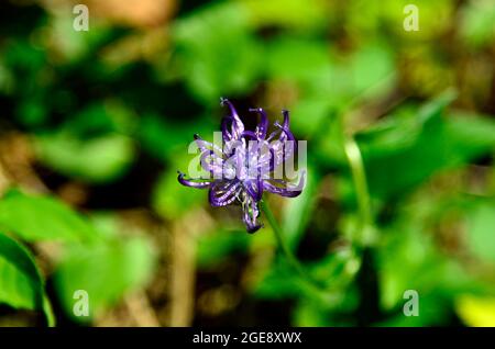 Botanische, weltweit aufwührende, grassende Blume Stockfoto