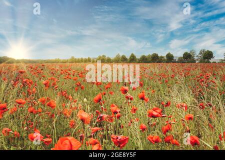Landschaft mit schönen Sonnenuntergang über mohnfeld Stockfoto