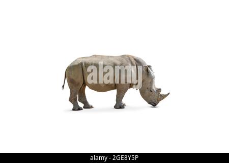 Weißes Nashorn oder Nashorn isoliert auf weißem Hintergrund. Stockfoto