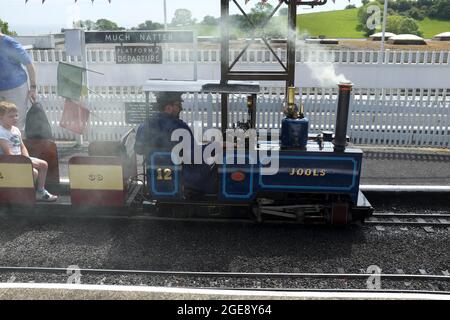 Miniatur-Dampflokomotive namens Jools bei der Pecorama Beer Heights Light Railway in Beer Devon England Stockfoto