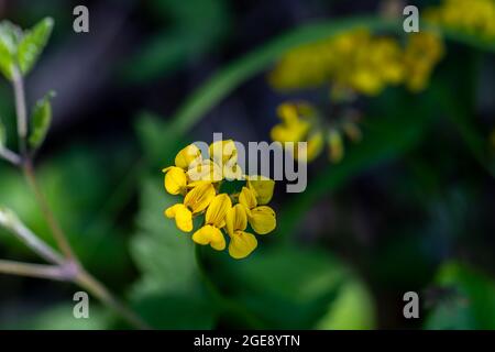 Lotus corniculatus blüht auf dem Feld, aus nächster Nähe Stockfoto
