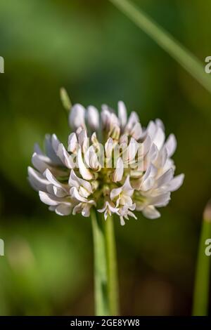 Trifolium repens blühen auf der Wiese Stockfoto