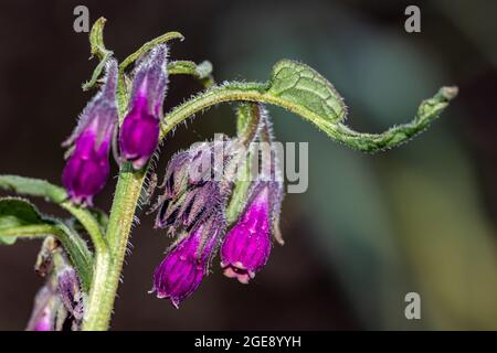 Symphytum officinale Blume auf dem Feld, Nahaufnahme Stockfoto
