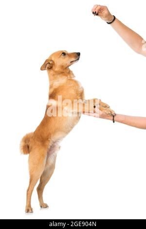 Niedliche Cross Breed Hund isoliert auf weiß Stockfoto