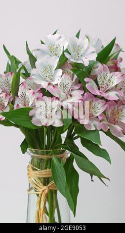 Eine Anzeige von rosa und weißen Alstroemeria aurea Blüten ( auch bekannt als die Peruanische Lilie ) aus Amerika Stockfoto