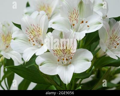 Eine Ausstellung von weißen Alstroemeria aurea Blüten ( auch bekannt als die Peruanische Lilie ), die in Amerika beheimatet sind Stockfoto