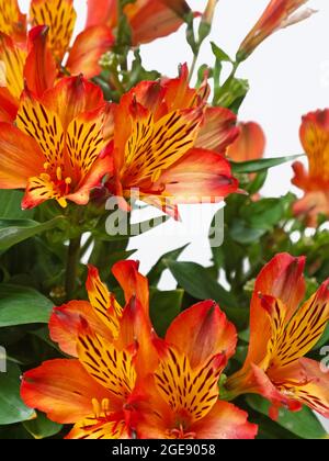 Farbenfrohe Darstellung von roten und bernsteinfarbenen Alstroemeria aurea Blüten (auch bekannt als die Peruanische Lilie), die in Amerika beheimatet sind Stockfoto