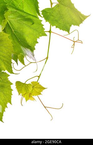 Frischer Zweig der Weinranken, der auf weißem Hintergrund absteigt Stockfoto