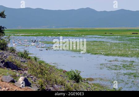 Griechenland, Landschaft mit Wasservögeln, Pelikanen und Wasserbüffeln im Kerkini-See in Zentralmakedonien Stockfoto