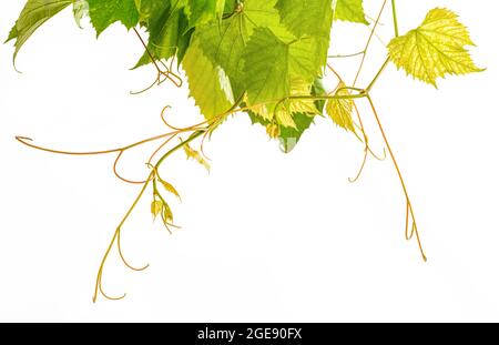 Frischer Zweig der Weinranken, der auf weißem Hintergrund absteigt Stockfoto