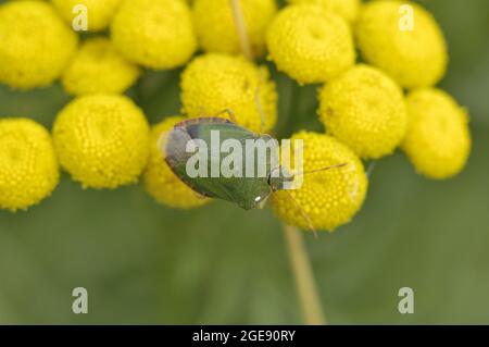 Grüner Schildwanze - Grüner Pentatomidwanze (Palomena prasina), der sich im Sommer von der Blume der Tansy (Tanacetum vulgare) ernährt - Belgien Stockfoto