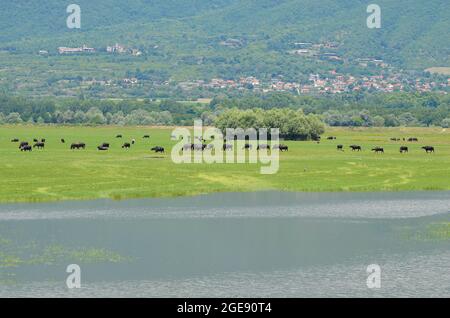 Griechenland, Wasserbüffel, die in freier Wildbahn im Kerkini-See in Zentralmakedonien leben Stockfoto