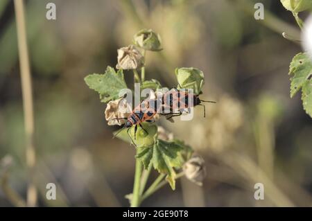 Feuerbug (Pyrrhocoris apterus) paart sich auf einer Blüte von Moschusmalchen im Sommer Provence - Frankreich Stockfoto