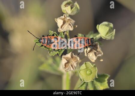 Feuerbug (Pyrrhocoris apterus) paart sich auf einer Blüte von Moschusmalchen im Sommer Provence - Frankreich Stockfoto