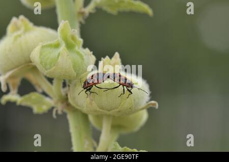 Feuerbug (Pyrrhocoris apterus) paart sich auf einer Blüte von Moschusmalchen im Sommer Provence - Frankreich Stockfoto