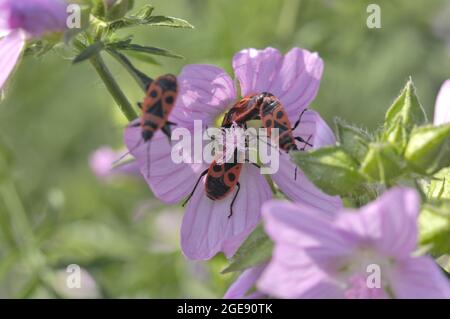 Feuerbug (Pyrrhocoris apterus) paart sich auf einer Blüte von Moschusmalchen im Sommer Provence - Frankreich Stockfoto