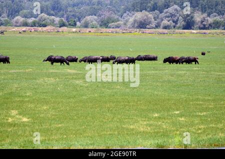 Griechenland, Wasserbüffel, die in freier Wildbahn im Kerkini-See in Zentralmakedonien leben Stockfoto