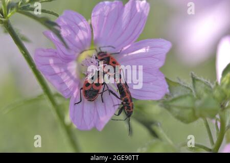 Feuerbug (Pyrrhocoris apterus) paart sich auf einer Blüte von Moschusmalchen im Sommer Provence - Frankreich Stockfoto