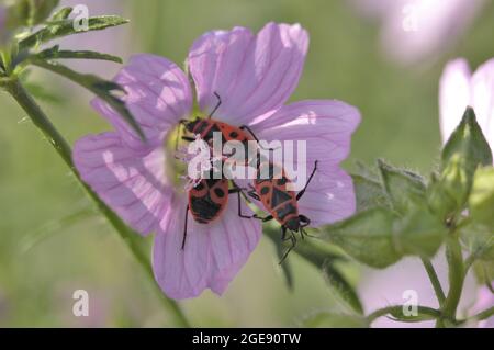 Feuerbug (Pyrrhocoris apterus) paart sich auf einer Blüte von Moschusmalchen im Sommer Provence - Frankreich Stockfoto