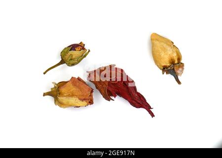 Rosenblüten trockener Tee isoliert auf weißem Hintergrund. Rose Knospe Tee isoliert. Kräutertee Mit Getrockneten Rosenblüten. Stockfoto