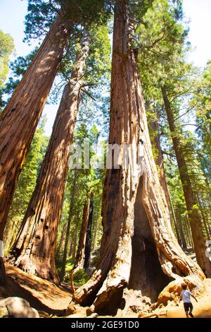 Sequoia Nationalpark, Kalifornien, USA. August 2021. Der Sequoia National Park ist ein amerikanischer Nationalpark in der südlichen Sierra Nevada. Der Park ist für seine riesigen Mammutbäume bekannt, darunter der General Sherman Baum, der nach Volumen der größte Baum der Erde ist. Riesenmammutbaum ist auch als Riesenmammutbaum, Sierra, bekannt. Viele Parkbesucher betreten den Sequoia National Park durch seinen südlichen Eingang in der Nähe der Stadt Three-Mountains am Ascherberg in einer Höhe von 1,700 Fuß (520 m). Quelle: Katrina Kochneva/ZUMA Wire/ZUMAPRESS.com/Alamy Live News Stockfoto