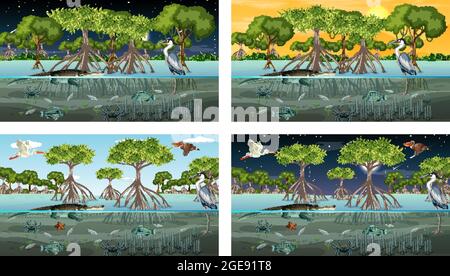 Verschiedene Mangrovenwaldlandschaftsszenen mit Tieren und Pflanzen Illustration Stock Vektor