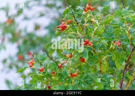 Rosa Canina Hund Rose Früchte. Die Früchte werden für Kräutertees, Marmelade, Gelee, Sirup, Suppe, Getränke. Stockfoto