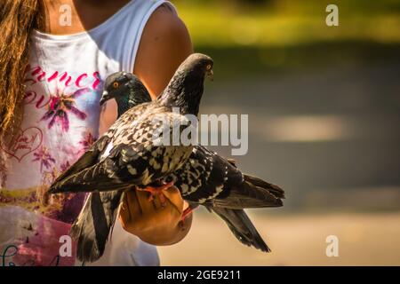 Ein Paar Tauben, die auf der Hand eines Kindes sitzen Stockfoto