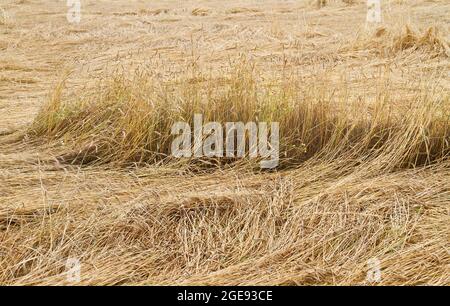 Verwüstete Ernte: Getreide durch Wind und Regen auf einem Feld abgeflacht Stockfoto