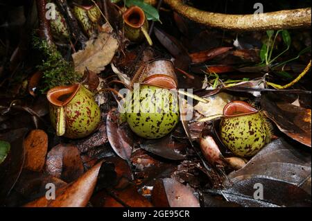Drei eiförmige Krüge der fleischfressenden Krug-Pflanze Nepenthes ampullaria, Sarawak, Borneo Stockfoto