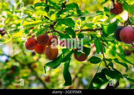 Im Sommer reifen kleine Mirabellepflaumen auf einem Baum Stockfoto