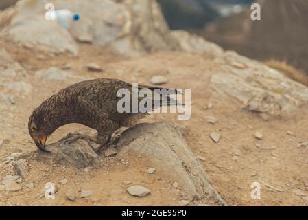 Frech alpiner Papagei Stockfoto