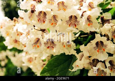 Blühender Baum Catalpa bignonioides. Üppig blühende Rispen aus weißen Blüten von Zigarrenbäumen oder indischen Bohnenbäumen im Frühling Stockfoto