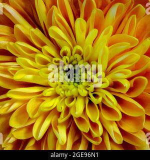 Nahaufnahme einer schönen orangefarbenen Chrysanthemum-Blume Stockfoto