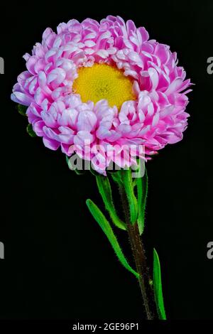 Eine wunderschöne einzelne rosa Asterblume, fotografiert vor einem schlichten schwarzen Hintergrund Stockfoto