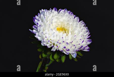 Eine wunderschöne einzelne violette und weiße Asterblume, fotografiert vor einem schlichten schwarzen Hintergrund Stockfoto