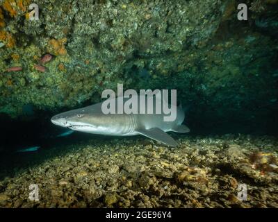 Sandtigerhai in einer Höhle, Südafrika Stockfoto