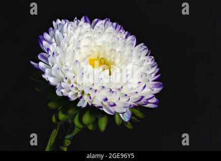 Eine wunderschöne einzelne violette und weiße Asterblume, fotografiert vor einem schlichten schwarzen Hintergrund Stockfoto