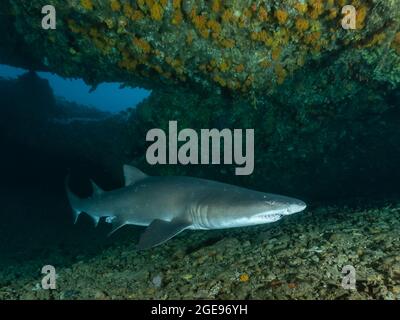 Sandtigerhai in einer Höhle, Südafrika Stockfoto