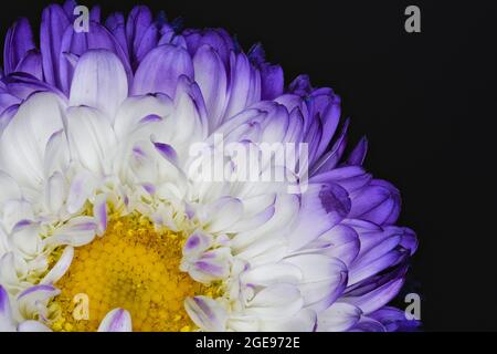 Eine wunderschöne einzelne violette und weiße Asterblume, fotografiert vor einem schlichten schwarzen Hintergrund Stockfoto